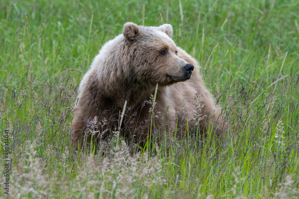 Fototapeta premium Coastal brown bear (Ursus arctos) in meadows in the lake Clark NP, Alaska
