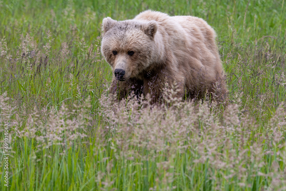 Fototapeta premium Coastal brown bear (Ursus arctos) in meadows in the lake Clark NP, Alaska