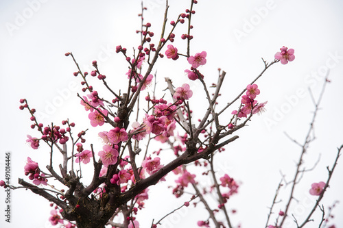 梅の花