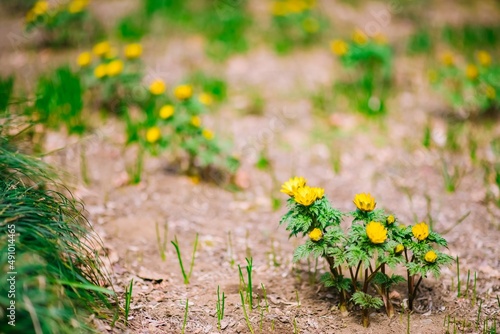 yellow flowers in the grass © D’s Photograph
