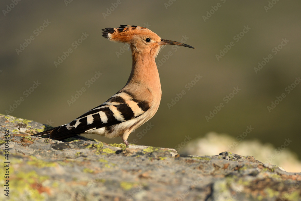 hoopoe poses on the rock in the field hoopoe poses on the rock in the field