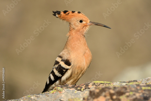 hoopoe poses on the rock in the field © Juan Pablo Fuentes S