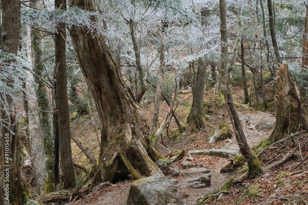 霧氷の長者ヶ岳。富士外輪山。日本の雄大な自然。百名山。tree with rime ice. Amazing trekking area in Yamanashi. 霧氷の長者ヶ岳。富士外輪山。日本の雄大な自然。百名山。tree with rime ice. Amazing trekking area in Yamanashi.