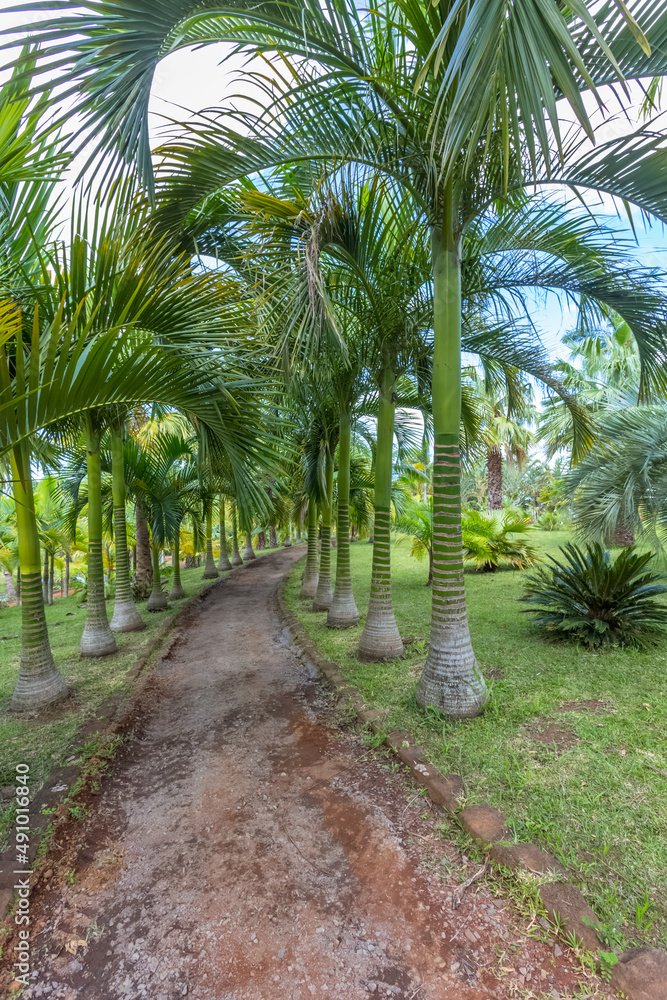 Allée de palmiers, île de la Réunion 