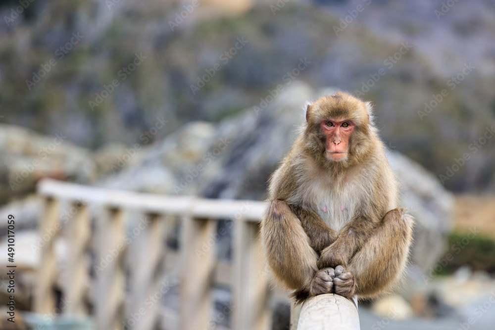 Naklejka premium 柵の上に座りこちらを伺う猿
