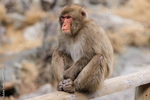 柵の上に座りこちらを伺う猿 © captainT