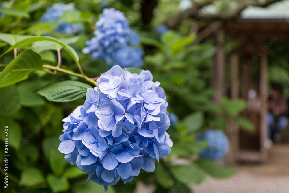 青い紫陽花と東屋