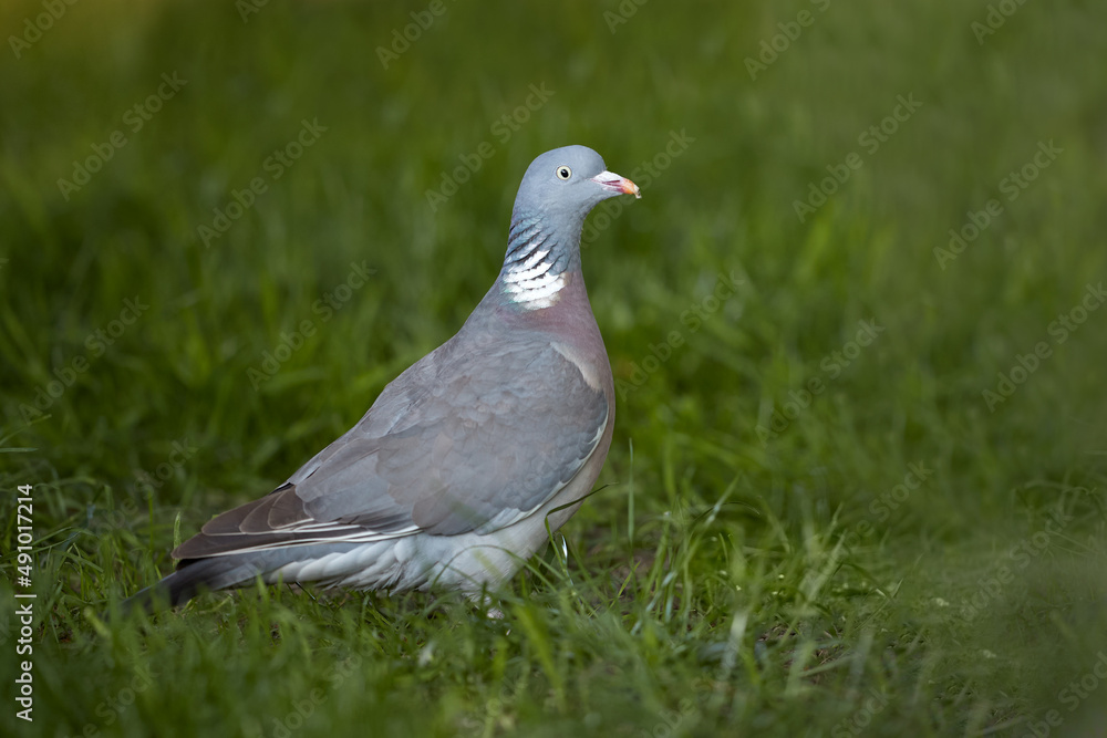 Wood pigeon on the ground in grass Wood pigeon on the ground in grass