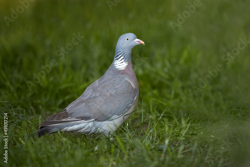 Wood pigeon on the ground in grass