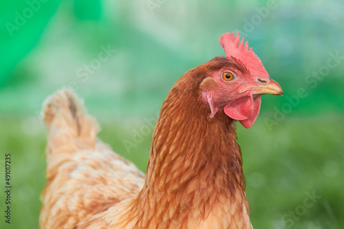 Close up portrait of red brown Sussex chicken