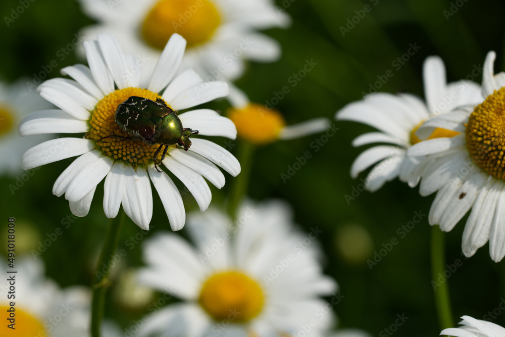 Gemeiner Rosenkäfer (Cetonia aurata) Gemeiner Rosenkäfer (Cetonia aurata)