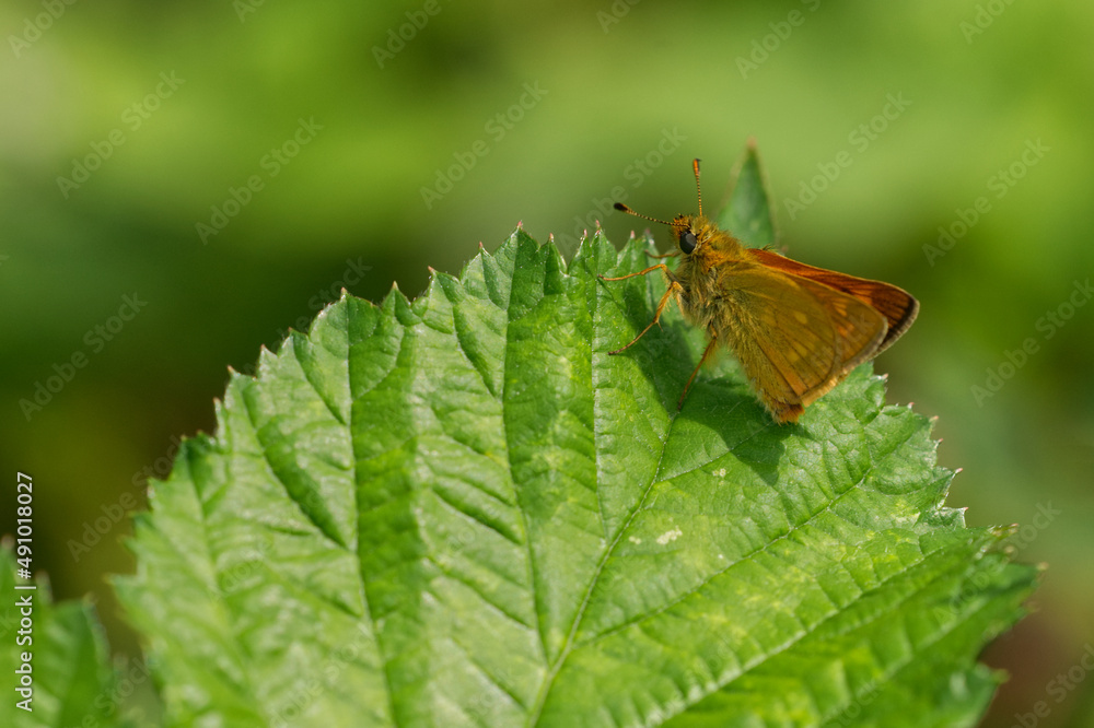 Rostfarbiger Dickkopffalter (Ochlodes sylvanus) Rostfarbiger Dickkopffalter (Ochlodes sylvanus)
