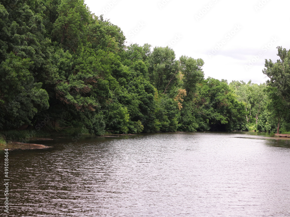 Fototapeta premium Beautiful fresh green forest tree branches over lake calm water surface