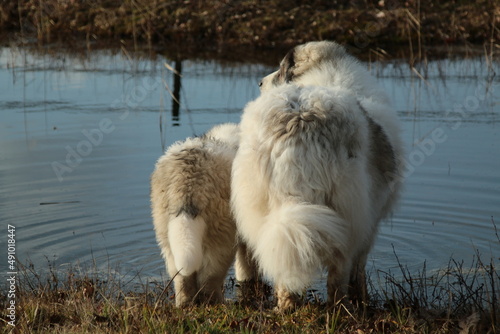 Two Pyrenean Mastiffs looking around.