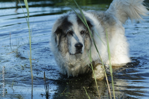 Fotografía Pyrenean Mastiff in the water