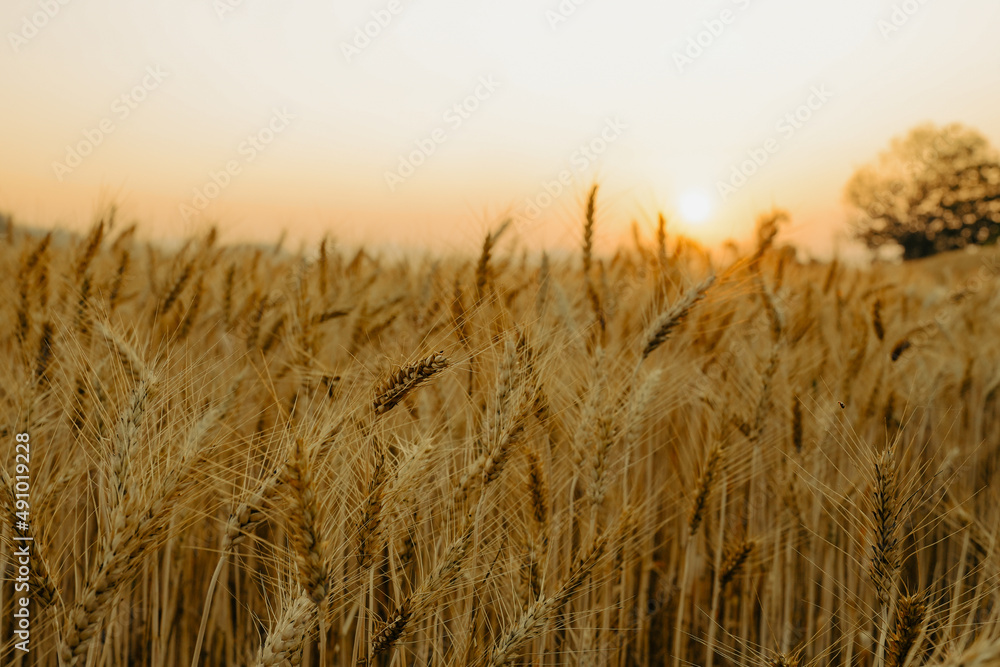Barley field  against sunset background.