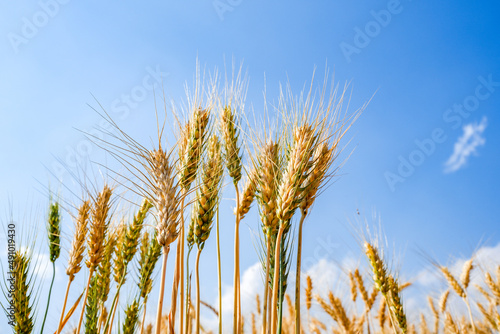 Ripe Barley wheat field against blue sky background.
