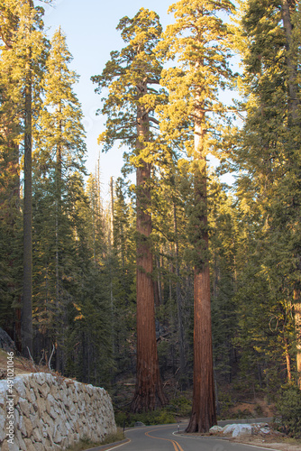 Fototapeta Naklejka Na Ścianę i Meble -  Autumnal natural landscape from Yosemite National Park, California, United States