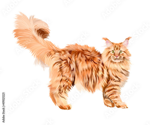 Beautiful red Maine Coon from multicolored paints. Colored drawing. Vector illustration of paints