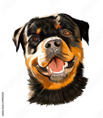 Head portrait of Rottweiler, German dog breed from multicolored paints. Colored drawing. Vector illustration of paints