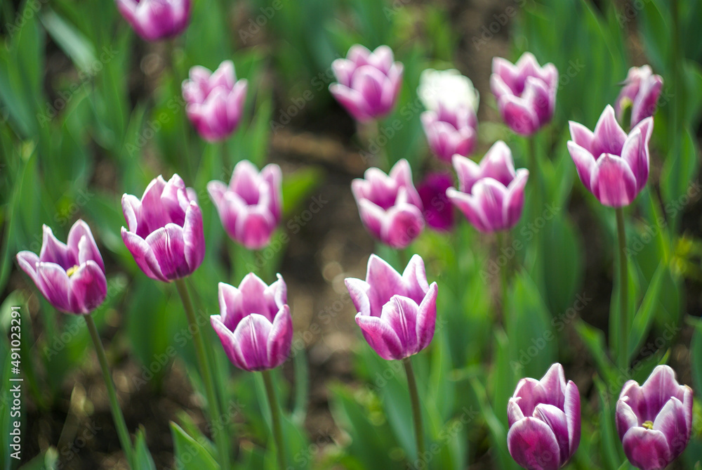 Blooming tulips in the rays of the daytime sun. Selective focus