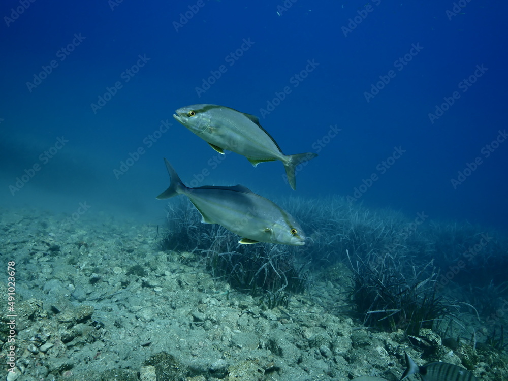 Fototapeta premium jack fish underwater scenery jackfish couple blue water scenery