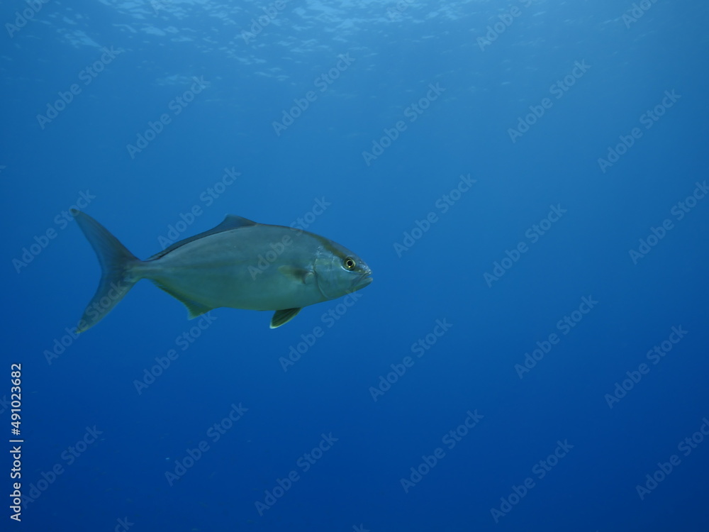 Obraz premium jack fish underwater scenery jackfish couple blue water scenery