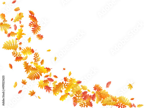 Oak, maple, wild ash rowan leaves vector, autumn foliage on white background.