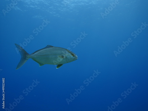 jack fish underwater scenery jackfish couple blue water scenery