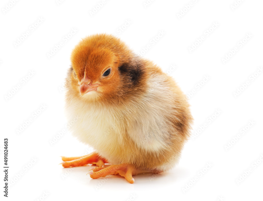 Fototapeta premium Small yellow chicken.