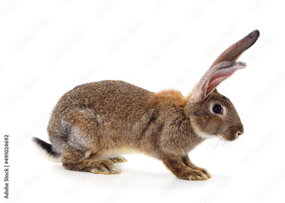 Obraz premium One brown rabbit.