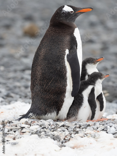 Gentoo penguin parent feeding chicks on the shores Brown Bluff, Antarctric Peninsula, Antarctica photo