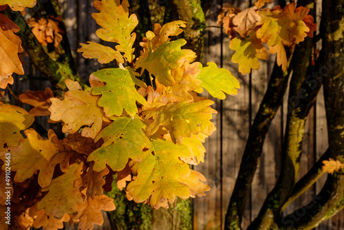 Herbstliche gelbe Blätter / Eiche (Eichenlaub)