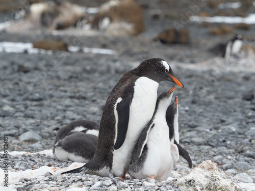 Gentoo penguin parent feeding chicks on the shores Brown Bluff, Antarctric Peninsula, Antarctica