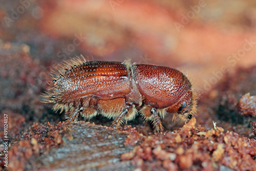 The European spruce bark beetle (Ips typographus), is a species of beetle in the weevil subfamily Scolytinae, the bark beetles.