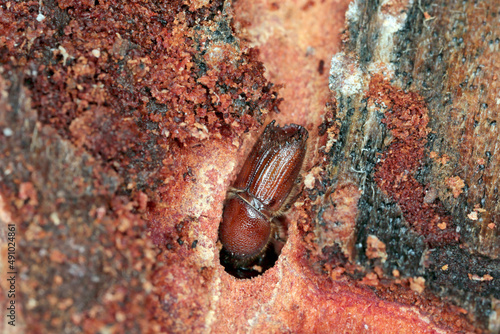 Fotografie The European spruce bark beetle (Ips typographus), is a species of beetle in the weevil subfamily Scolytinae, the bark beetles