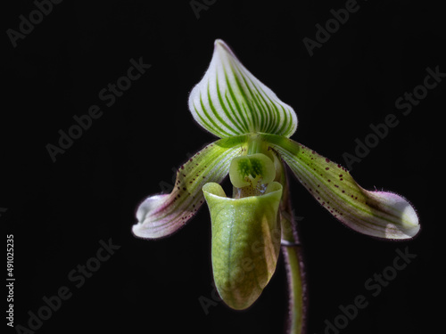 Closeup side view of beautiful green, white and purple lady slipper orchid flower paphiopedilum schoseri aka bacanum species isolated on black background