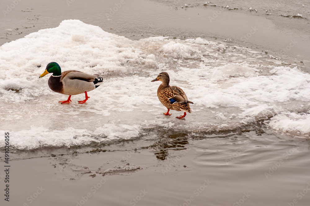 Naklejka premium Ducks in early spring on the waterfront!