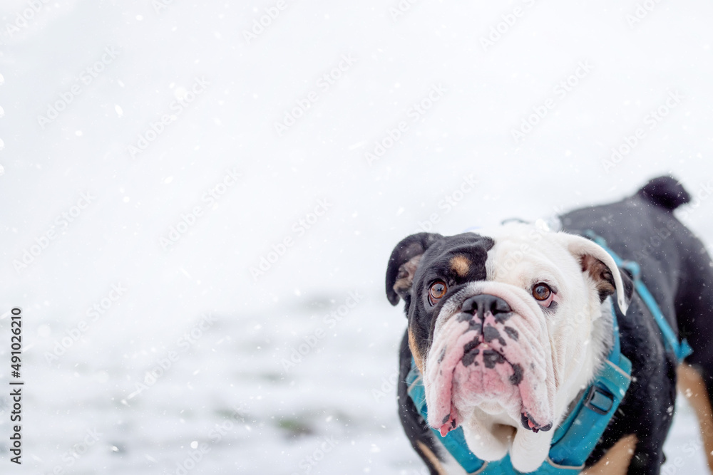 Black tri-color english british bulldog in blue harness walking  on the snow on cold winter day