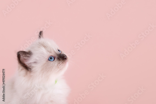 little  ragdoll kitten with blue eyes in blue collar  sitting on a pink background. High quality photo for card and calendar Space for text