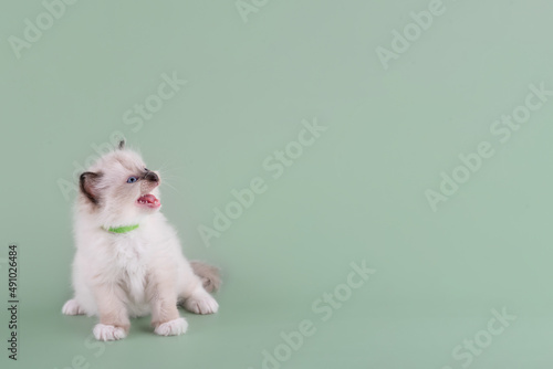 little  ragdoll kitten with blue eyes in green collar  sitting on a green background. High quality photo for card and calendar Space for text