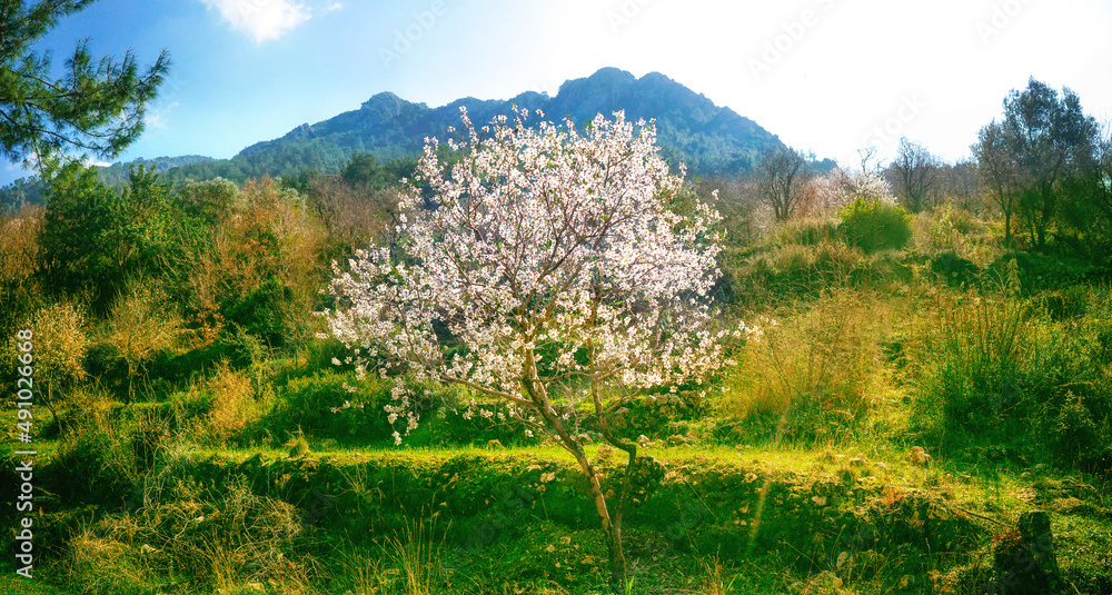Beautiful spring landscape with flowering almond tree against backdrop of mountains on bright sunny day . Spring awakening nature.