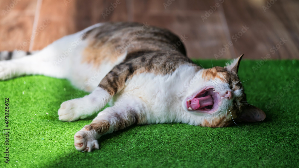 Cute tabby cat yawning on lazy summer morning