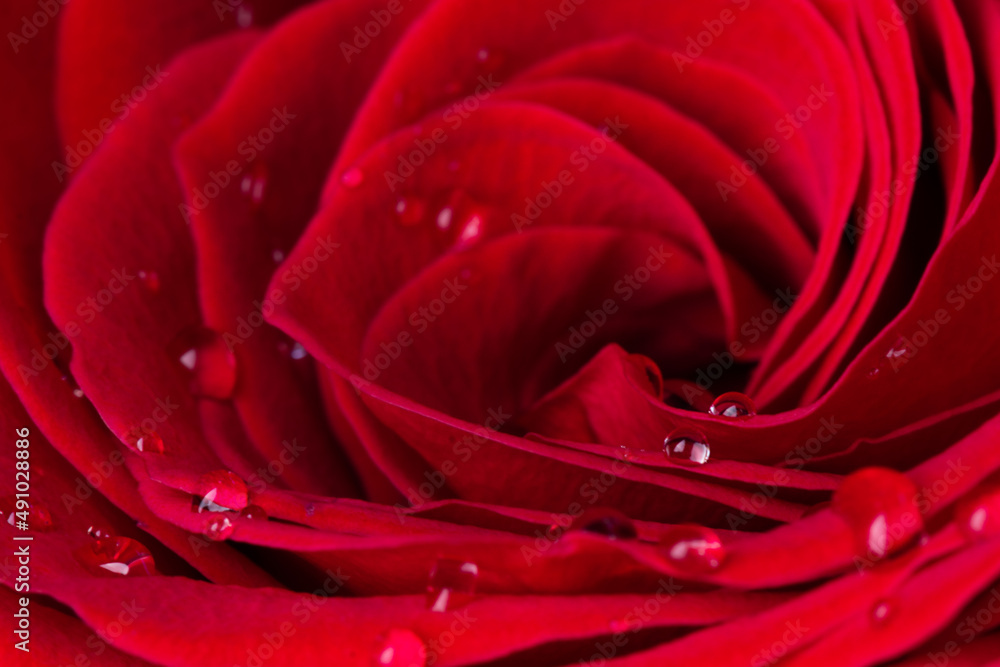 Naklejka premium Beautiful red rose flower with water drops closeup. Macrophotography of rose flower head. Natural flower background.