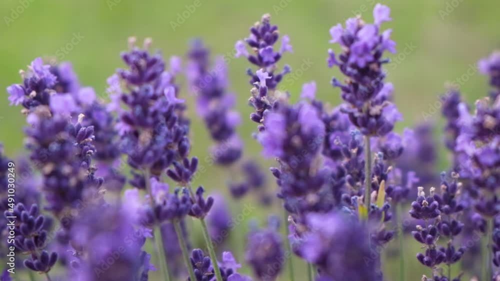 Beautiful nature background. Blooming lavender flower swaying in the wind. Close-up, slow motion, selective focus. Violet purple very peri color. Beautiful nature background. Blooming lavender flower swaying in the wind. Close-up, slow motion, selective focus. Violet purple very peri color.