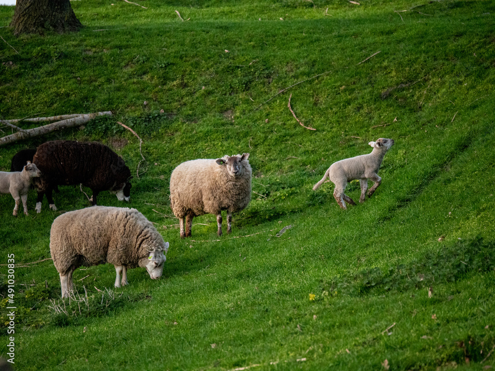 Obraz premium sheep and lambs in the grass selective focus