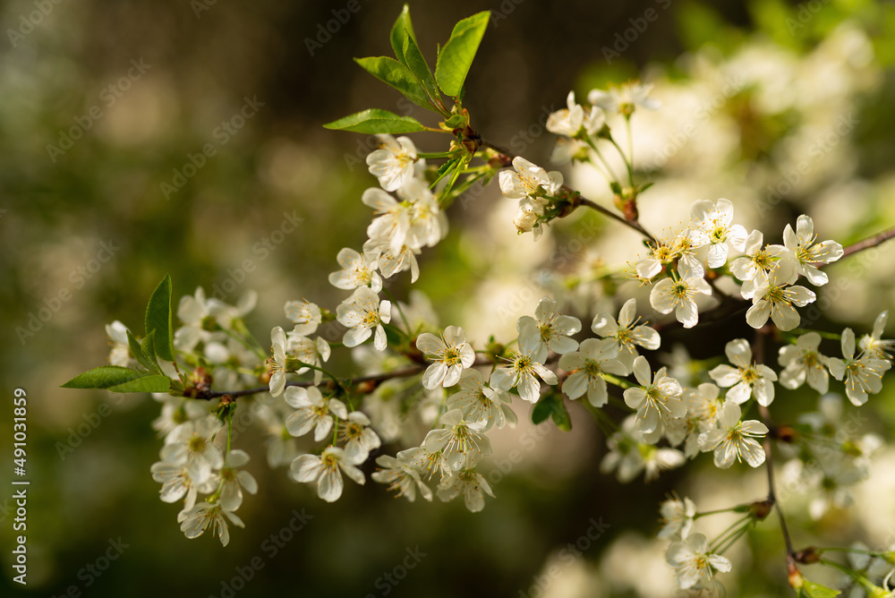 Spring background with a young sprig of cherry blossoms