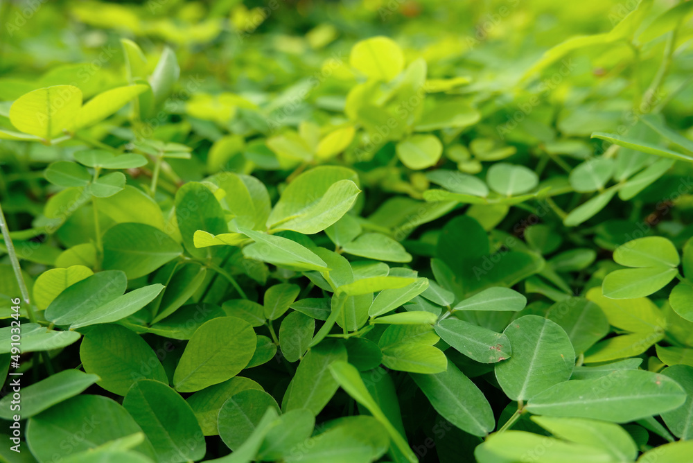Vines on the ground. Close-up of natural plant leaves. Small plant leaves vines Vines on the ground. Close-up of natural plant leaves. Small plant leaves vines