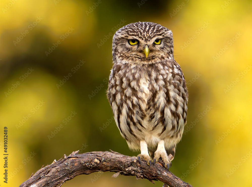 A little owl perched on a branch.