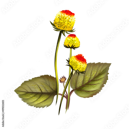 Paracress yellow flowers acmella oleracea with green leaves, hand drawn watercolor illustration. oothache plant, paracress extract, Sichuan buttons, buzz buttons, tingflowers and electric daisy. photo